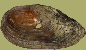 IMG_4054-IMG_4059a.jpg IMG_4054-IMG_4059a.jpg