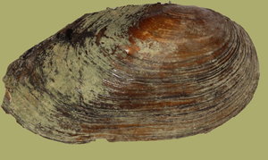 IMG_4061-IMG_4082a.jpg IMG_4061-IMG_4082a.jpg