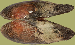 IMG_4061-IMG_4082c.jpg IMG_4061-IMG_4082c.jpg