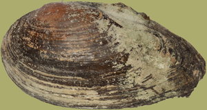 IMG_4084-IMG_4091a.jpg IMG_4084-IMG_4091a.jpg