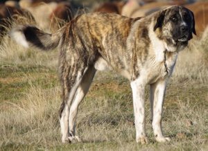 Mastin del Campo.jpg