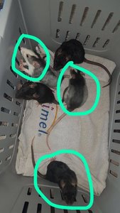 WhatsApp Image 2017-04-22 at 17.40.32.jpg