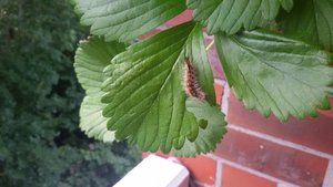 20170620_170419.jpg 20170620_170419.jpg