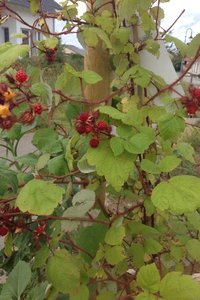 IMG_1389.jpg IMG_1389.jpg