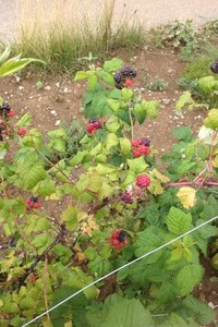 IMG_1390.jpg IMG_1390.jpg