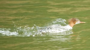 82554 Bad TÃ¶lz022.jpg