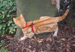 Tigger verÃ¤ndert.jpg