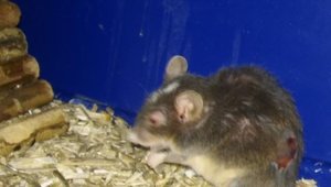 31478705ip.jpg 31478705ip.jpg