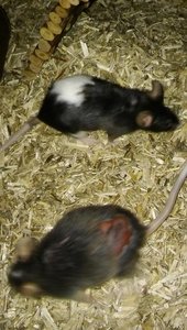 31478703ph.jpg 31478703ph.jpg