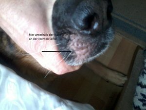 Bobo mit heller Stelle.jpg