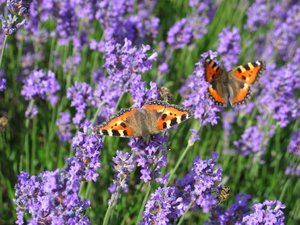 2 Schmetterlinge auf lavendel.jpg