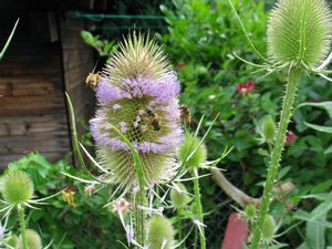 3 Bienen auf Karde.jpg