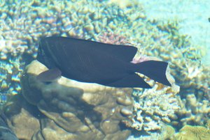 014-Coral World Underwater Observatory, AuÃŸenanlagen.JPG