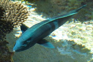 078-Coral World Underwater Observatory, AuÃŸenanlagen.JPG