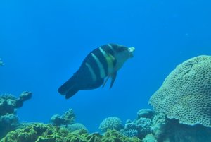 106-Coral World Underwater Observatory.JPG