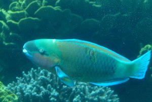 125-Coral World Underwater Observatory.JPG