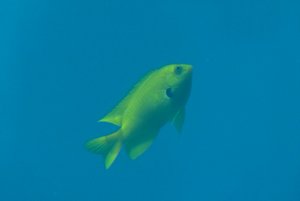 168-Coral World Underwater Observatory.JPG