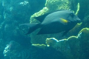 177-Coral World Underwater Observatory.JPG