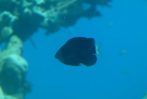 180-Coral World Underwater Observatory.JPG