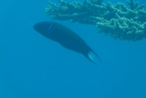 219-Coral World Underwater Observatory.JPG