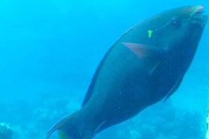 261-Coral World Underwater Observatory.JPG