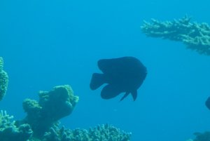 263-Coral World Underwater Observatory.JPG