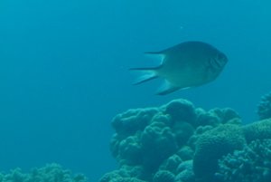 300-Coral World Underwater Observatory.JPG