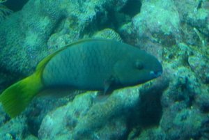 311-Coral World Underwater Observatory.JPG