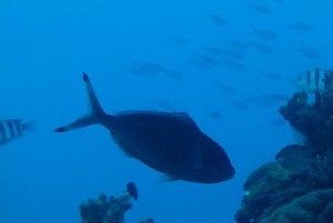 338-Coral World Underwater Observatory.JPG