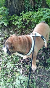 IMG-20180516-WA0009.jpg IMG-20180516-WA0009.jpg