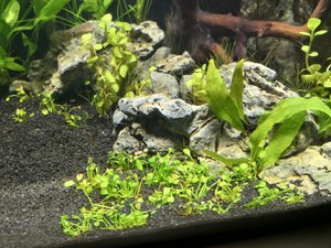 Minikleefarn, Marsilea crenata.jpg