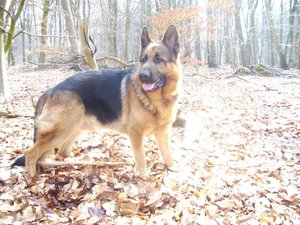 Wald + Leguaneeier 119.jpg