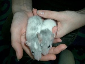 Silver & Saphira.jpg