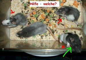 Qual der Wahlbearbeitet.JPG