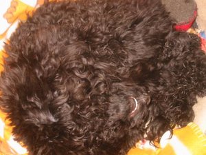 Ebayartikel Felix 059.jpg