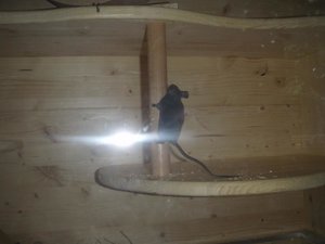 FarbmÃ¤use08.08 033.jpg