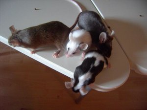 lux, pascha, eli & apple.jpg