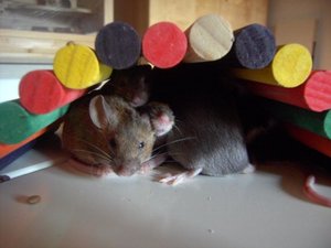 unter der brÃ¼cke.jpg