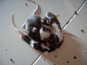 pascha, cheyenne, sasu & eli.jpg