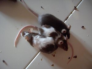 pascha, sasu & cheyenne.jpg