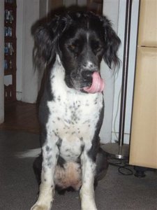 Gina geschoren 2.JPG