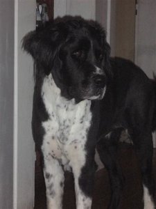 Gina geschoren 3.JPG