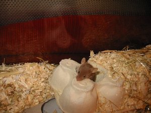 MeinemÃ¤usschens=) 056.jpg