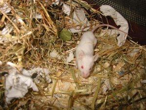 MeinemÃ¤usschens=) 053.jpg