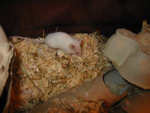 MeinemÃ¤usschens=) 054.jpg