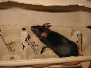 MeinemÃ¤usschens=) 034.jpg