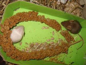 MeinemÃ¤usschens=) 065.jpg