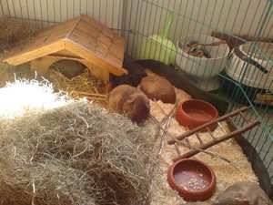 nugat vol sweety.jpg