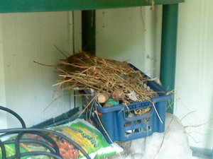 09.05.09 Amselnest.JPG