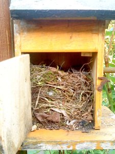 09.05. Rotschwanznest.JPG